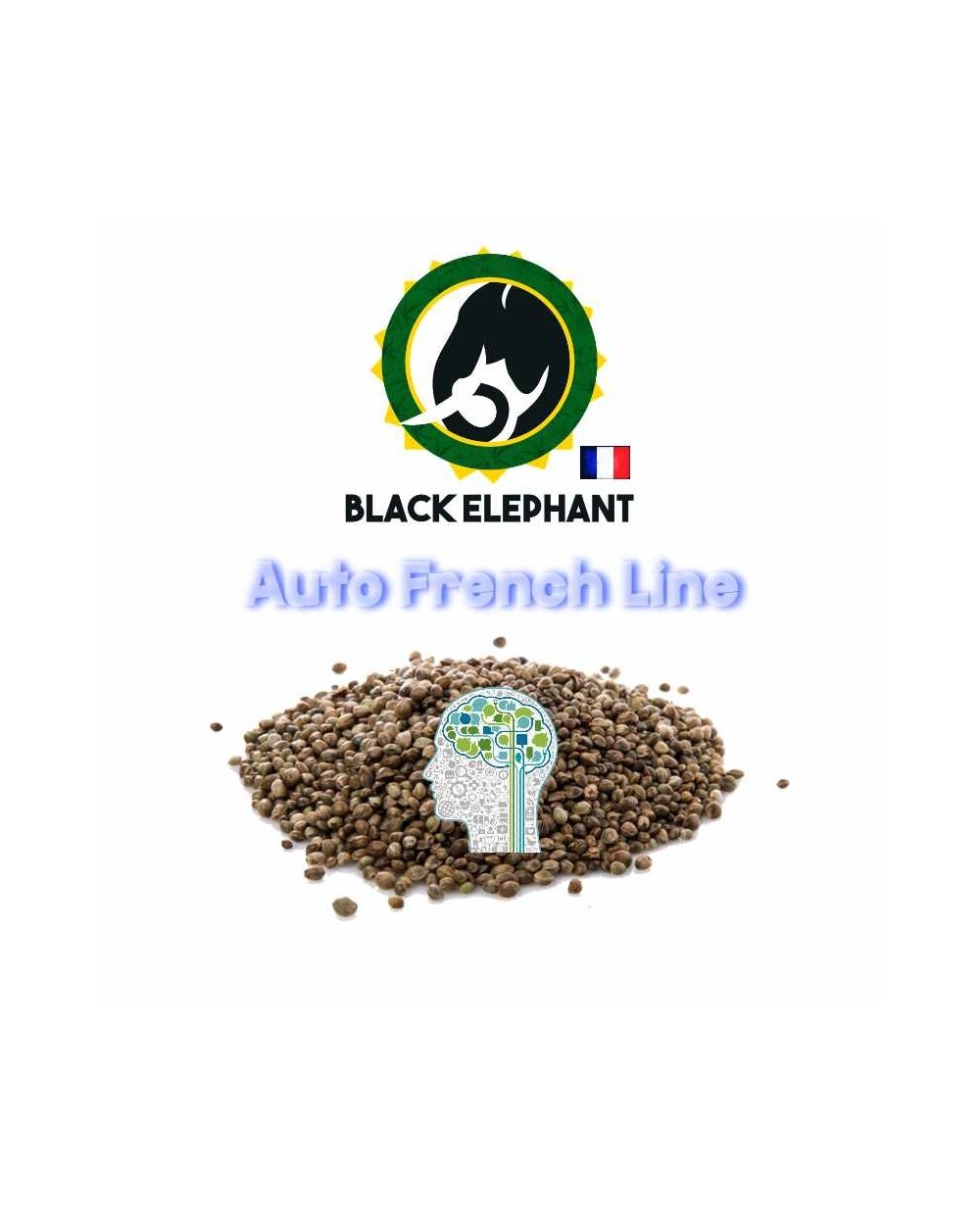 AMNESIA AUTO - BLACK ELEPHANT - AUTO FRENCH LINE