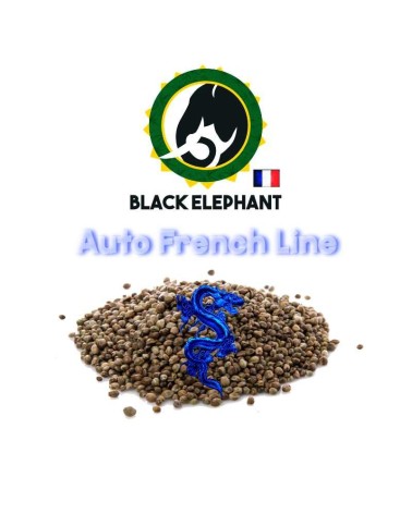 BLUE KUSH AUTO - BLACK ELEPHANT - AUTO FRENCH LINE