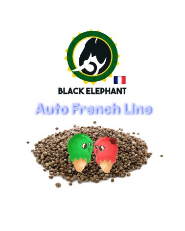 GELATO AUTO - BLACK ELEPHANT - AUTO FRENCH LINE