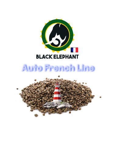 NOTHER LIGHT AUTO - BLACK ELEPHANT - AUTO FRENCH LINE