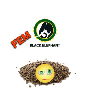 CRITICAL + FEM - BLACK ELEPHANT