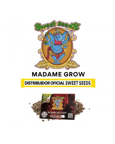 Red Gorilla Girl XL Auto Sweet S. (5+2)
