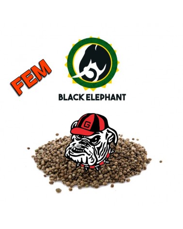 Georgia Pie Fem - Black Elephant Genetics