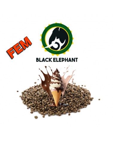 Gelato Fem - Black Elephant Genetics