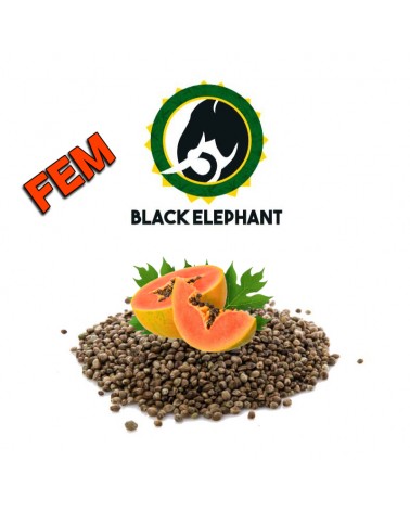 Papaya Fem - Black Elephant Genetics