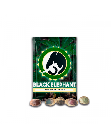 Papaya Fem - Black Elephant Genetics