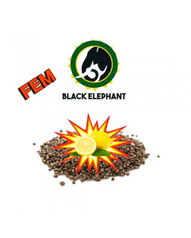 Super Lemon Haze Fem - Black Elephants Genetics