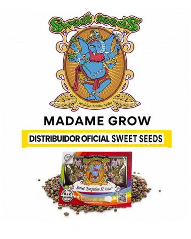 Sweet Zenzation XL Auto Sweet S. (5+2)