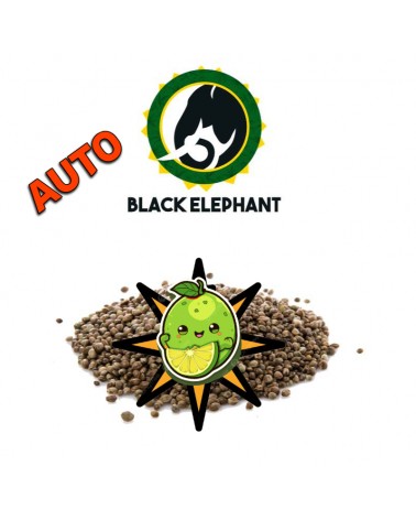 Klunchi Lemon Auto - Black Elephant Genetics