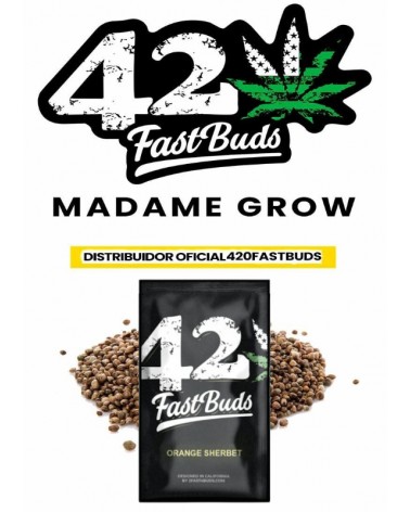 Orange Sherbet - 2Fast4Buds