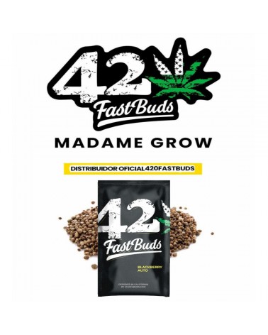 Blackberry - 2Fast4Buds