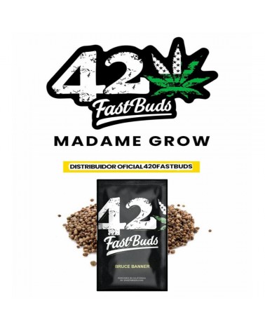 Bruce Banner Auto - 2Fast4Buds