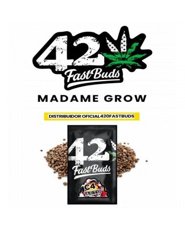C4 Auto - 2Fast4Buds