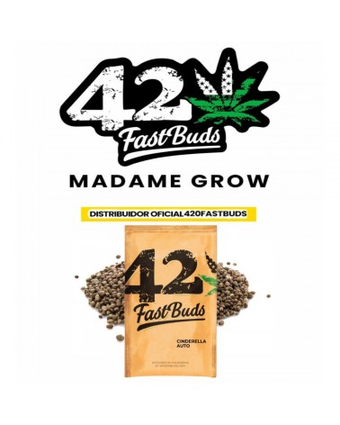 Cinderella Auto - 2Fast4Buds