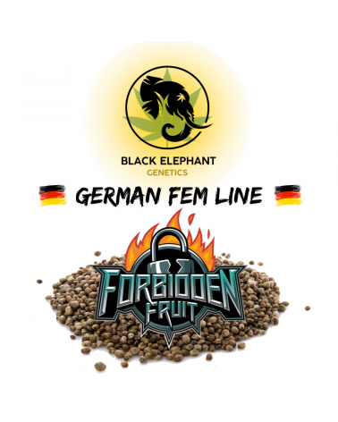 Forbidden Fruit (German Fem Line) - Black Elephant Genetics