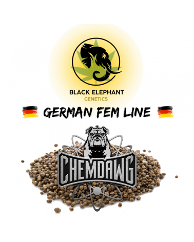 Chemdawg (German Fem Line) - Black Elephant Genetics