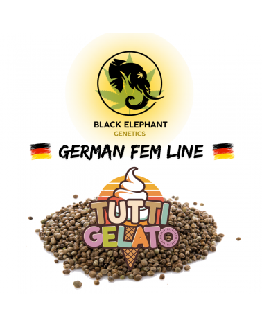 Tutti Gelato (German Fem Line) - Black Elephant Genetics