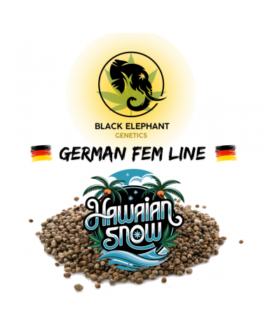 Hawaiian Snow (German Fem Line) - Black Elephant Genetics