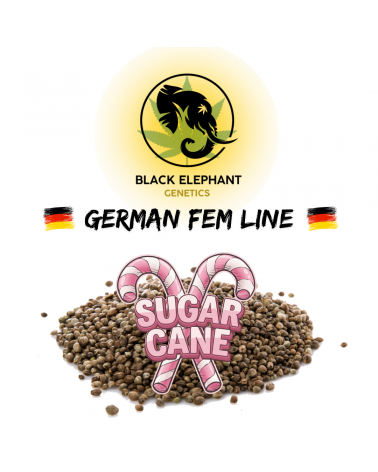 Sugar Cane (German Fem Line) - Black Elephant Genetics