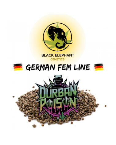 Durban Pois (German Fem Line) - Black Elephant Genetics