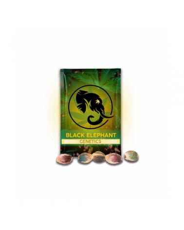 Durban Pois (German Fem Line) - Black Elephant Genetics