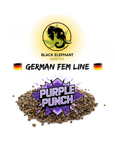Purple Punch (German Fem Line) - Black Elephant Genetics