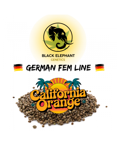 California Orange (German Fem Line) - Black Elephant Genetics