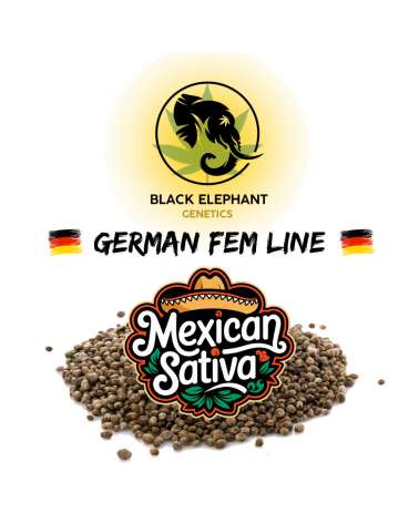 Mexican Sativa (German Fem Line) - Black Elephant Genetics