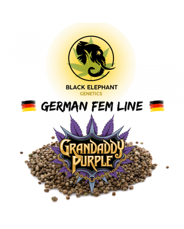 Grandaddy Purple (German Fem Line) - Black Elephant Genetics