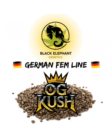 OG Kush (German Fem Line) - Black Elephant Genetics