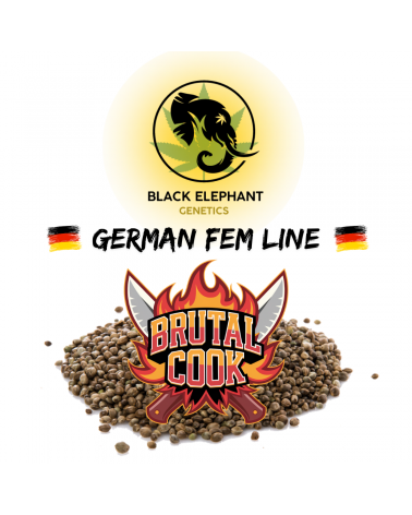 Brutal Cook (German Fem Line) - Black Elephant Genetics