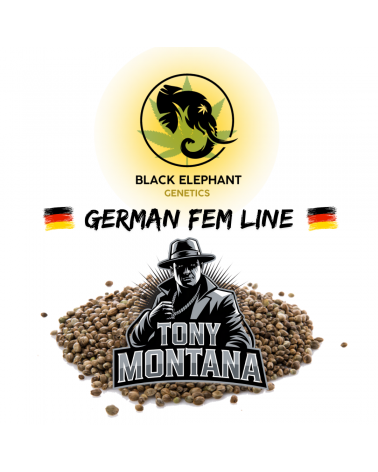 Tony Montana (German Fem Line) - Black Elephant Genetics