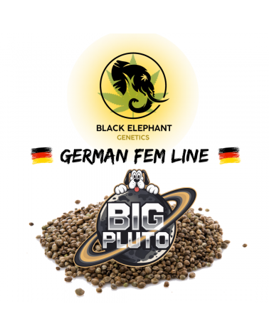 Big Pluto (German Fem Line) - Black Elephant Genetics