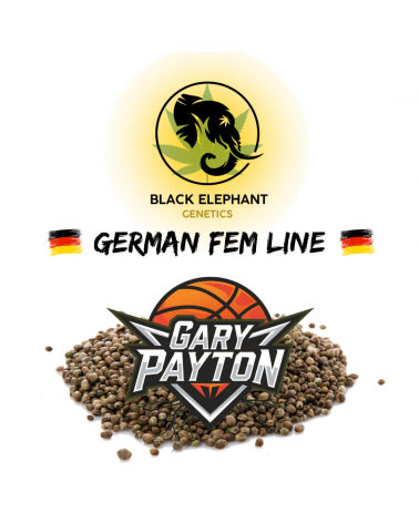 Gary Payton (German Fem Line) - Black Elephant Genetics
