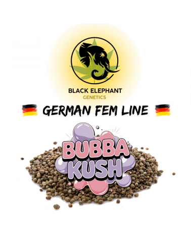Bubba Kush (German Fem Line) - Black Elephant Genetics