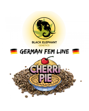 Cherri Pie (German Fem Line) - Black Elephant Genetics