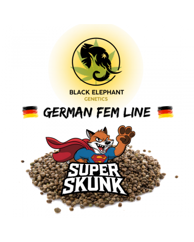 Super Skunk (German Fem Line) - Black Elephant Genetics