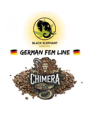 Chimera (German Fem Line) - Black Elephant Genetics