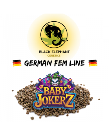 Baby Jokerz (German Fem Line) - Black Elephant Genetics