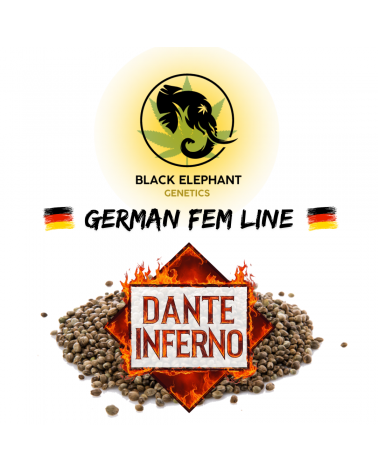Dante Inferno (German Fem Line) - Black Elephant Genetics