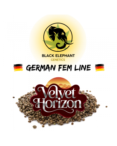 Velvet Horizon (German Fem Line) - Black Elephant Genetics