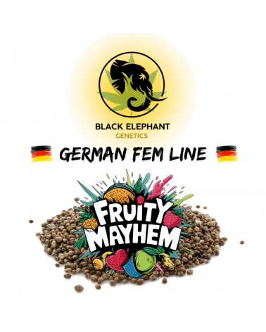Fruity Mayhem (German Fem Line) - Black Elephant Genetics