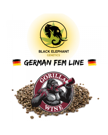 Gorilla Wine (German Fem Line) - Black Elephant Genetics