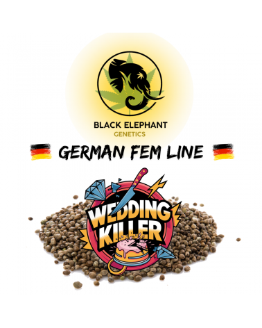 Wedding Killer (German Fem Line) - Black Elephant Genetics