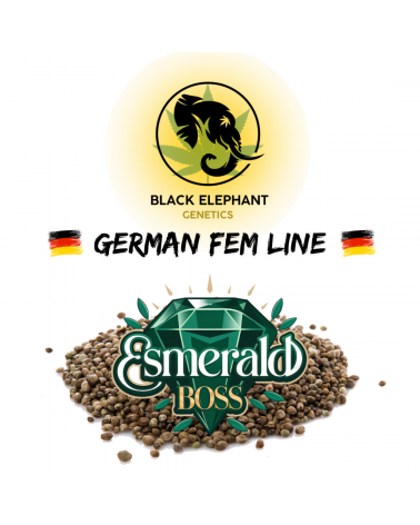 Esmerald Boss (German Fem Line) - Black Elephant Genetics