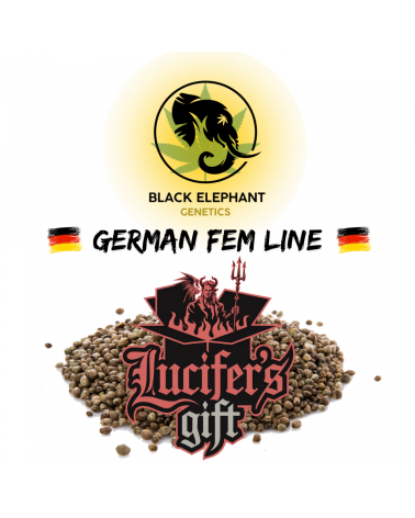 Lucifer's Gift (German Fem Line) - Black Elephant Genetics