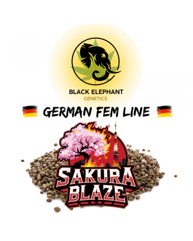 Sakura Blaze (German Fem Line) - Black Elephant Genetics