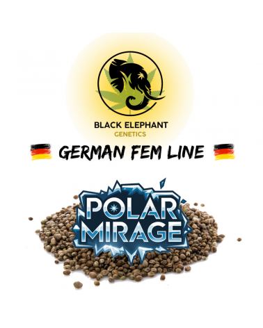 Polar Mirage (German Fem Line) - Black Elephant Genetics