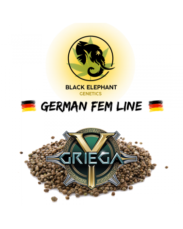 Y Griega (German Fem Line) - Black Elephant Genetics