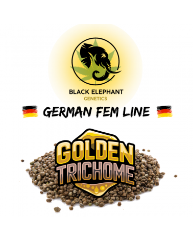 Golden Trichome (German Fem Line) - Black Elephant Genetics